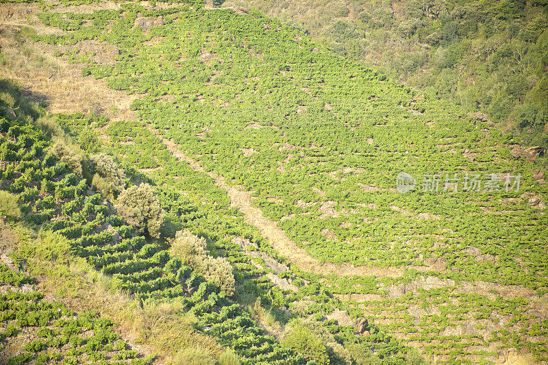 Ribeira Sacra的景观，葡萄园在陡峭的梯田。